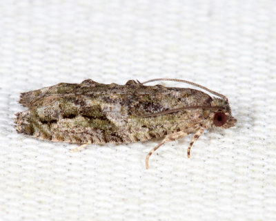 3230 - Maple Twig Borer - Proteoteras aesculana