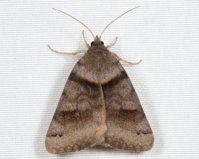 8738 - Clover Looper - Caenurgina crassiuscula 