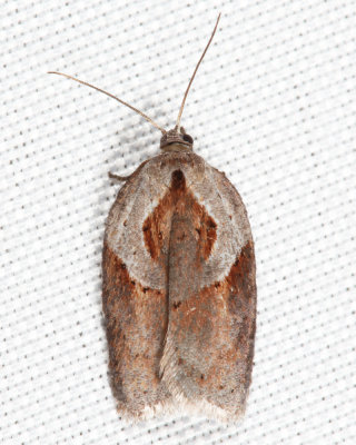 3543 - Stained-back Leafroller - Acleris maculidorsana 