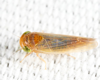 Leafhoppers genus Grypotes