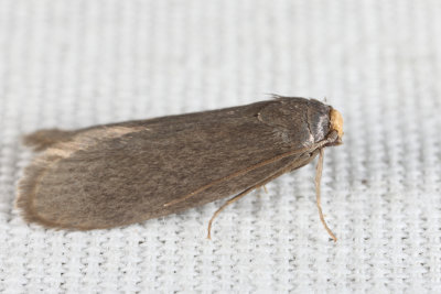 5623 - Lesser Wax Moth - Achroia grisella