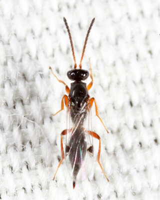 Proctotrupid Wasps - Proctotrupidae
