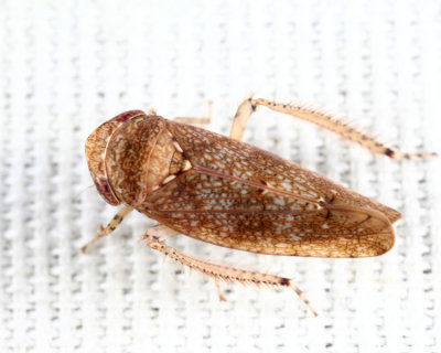 Paraphlepsius luxuria