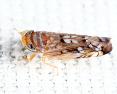 Scaphoideus incisus