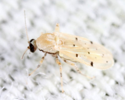 Alluaudomyia bella