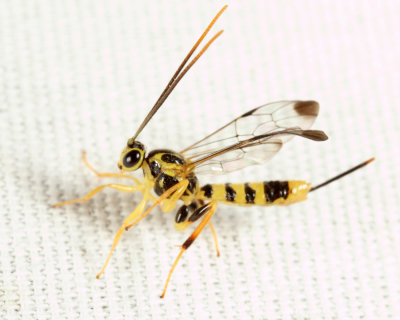 Ichneumon Wasps - Lycorininae