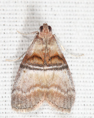 5604 - Sycamore Webworm Moth - Pococera militella