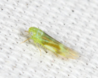 Leafhoppers genus Matsumurasca