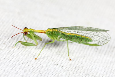 Green Mantidfly - Zeugomantispa minuta