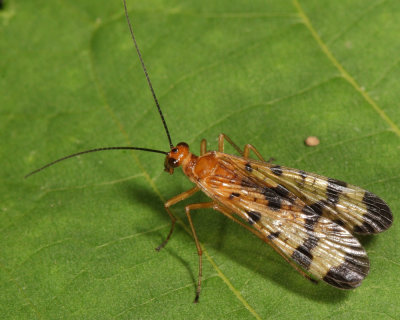 Panorpa debilis