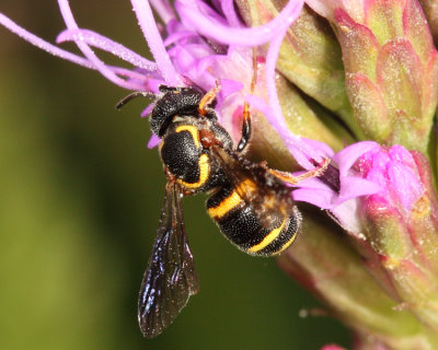  Louisiana Painted-Dark bee - Stelis louisae