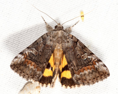 8873 -  Similar Underwing - Catocala similis