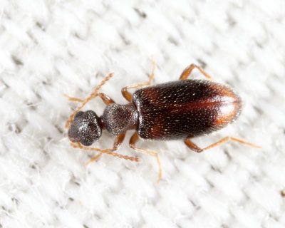 Anthicus scabriceps
