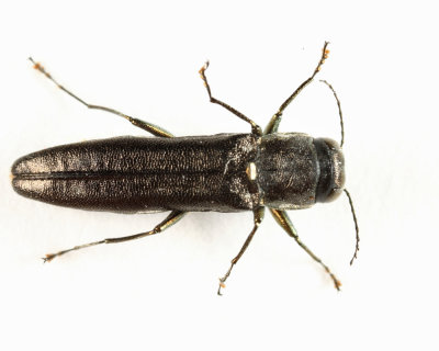 Agrilus masculinus