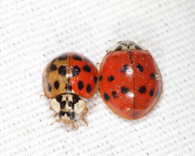 Asian Lady Beetle - Harmonia axyridis