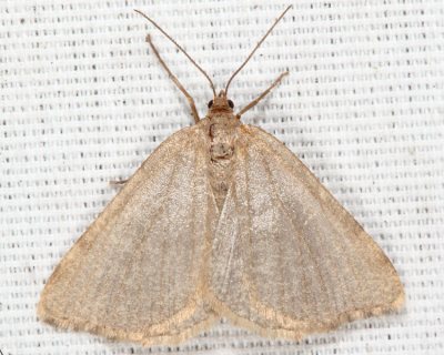 6282 - Mousy Angle Moth - Macaria argillacearia
