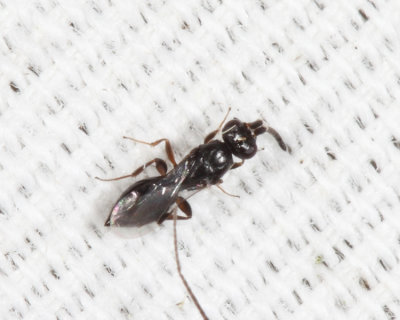 Megaspilidae