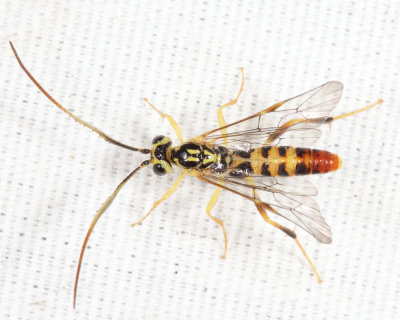 Euceros sp.