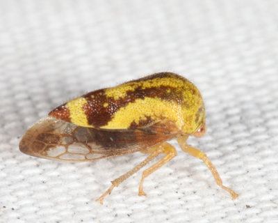 Ophiderma evelyna