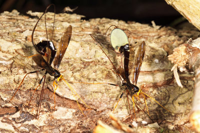  Black Giant Ichneumonid Wasps - Megarhyssa atrata