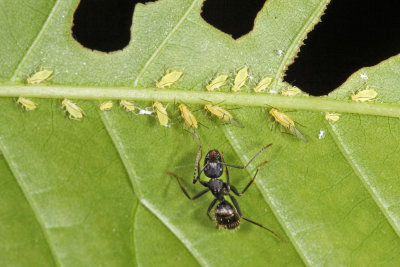 aphids on American Chestnut leaf - Myzocallis castaneae