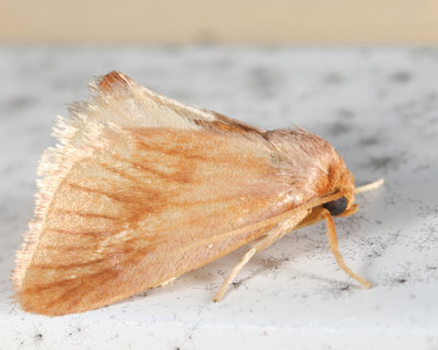 4652 - Warm-chevroned Moth - Tortricidia testacea