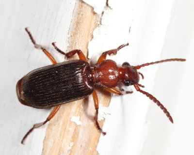 Helluomorphoides praeustus bicolor