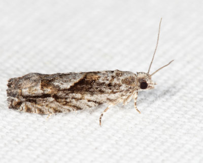 3265 - Ironwood Fruitworm Moth - Gretchena delicatana