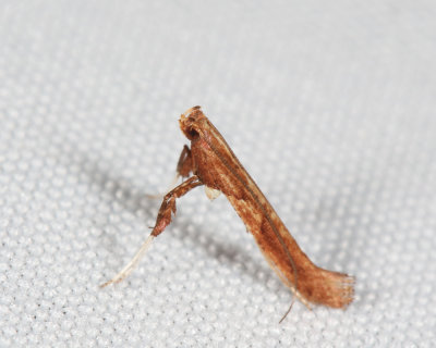 Caloptilia sp.