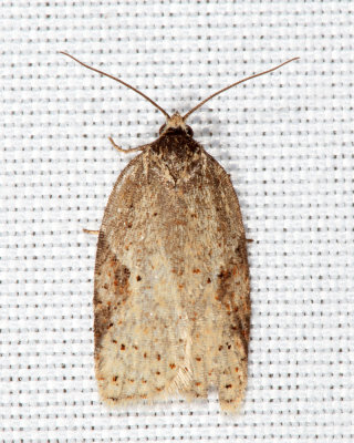 Acleris sp.