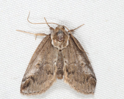 8973 -  Small Baileya Moth - Baileya australis 