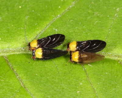 Calophya nigripennis