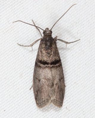 5766 - Black-banded Immyrla Moth - Immyrla nigrovittella 