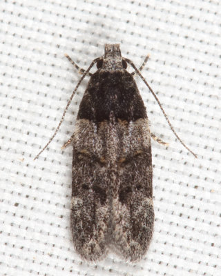 1857 - White-banded Telphusa Moth - Pubitelphusa latifasciella 