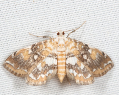 4749 - Elophila faulalis