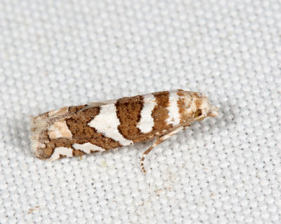 3009 - Robinson's Pelochrista Moth - Pelochrista robinsonana 