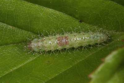 6102 - Lobed Plume Moth - Dejongia lobidactylus