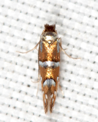 0750 - Huckleberry Leafminer - Phyllonorycter diversella