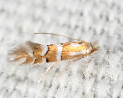 0745 - Phyllonorycter comptoniella