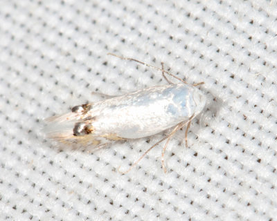 0475 - Cottonwood Leafminer - Paraleucoptera albella
