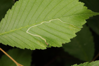 Agromyza aristata