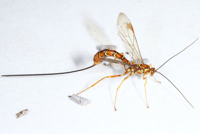 Greene's Giant Ichneumonid Wasp - Megarhyssa greenei