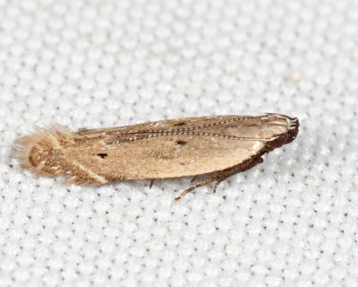 2227 - Battaristis nigratomella