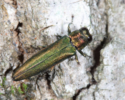 Emerald Ash Borer - Agrilus planipennis