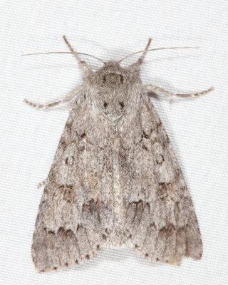 9202 - Large Gray Dagger - Acronicta insita