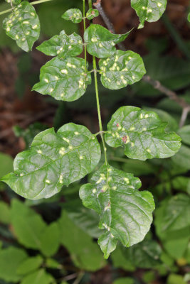 Ash Bead Gall Mite - Aceria fraxini
