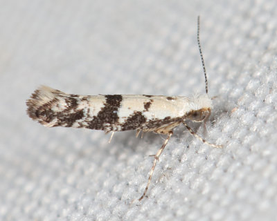 2441 - Argyresthia austerella