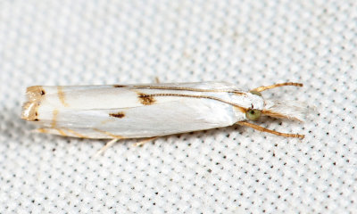 5419  Gold-stripe Grass-veneer  Microcrambus biguttellus