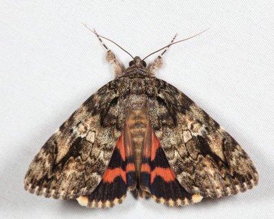 8801 - Ilia Underwing - Catocala ilia