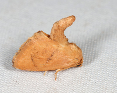 4654 – Abbreviated Button Slug Moth – Tortricidia flexuosa